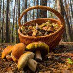 Les champignons, nos alliés contre la Covid-19