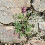 Phytothérapie : La Fumeterre