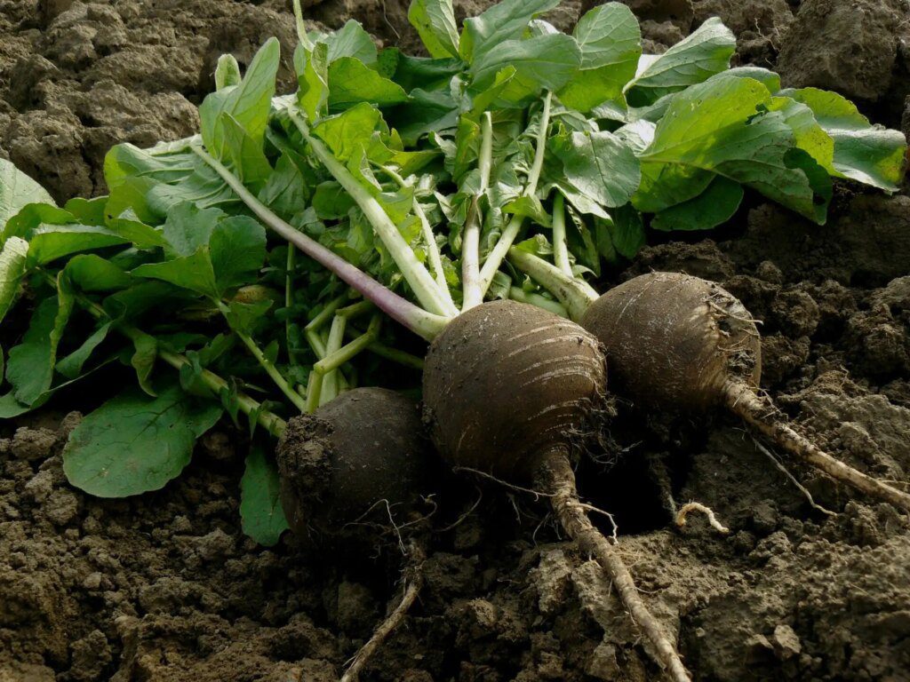 Phytothérapie et technologie : le duo gagnant pour une santé naturelle Phytothérapie et technologie : le duo gagnant pour une santé naturelle