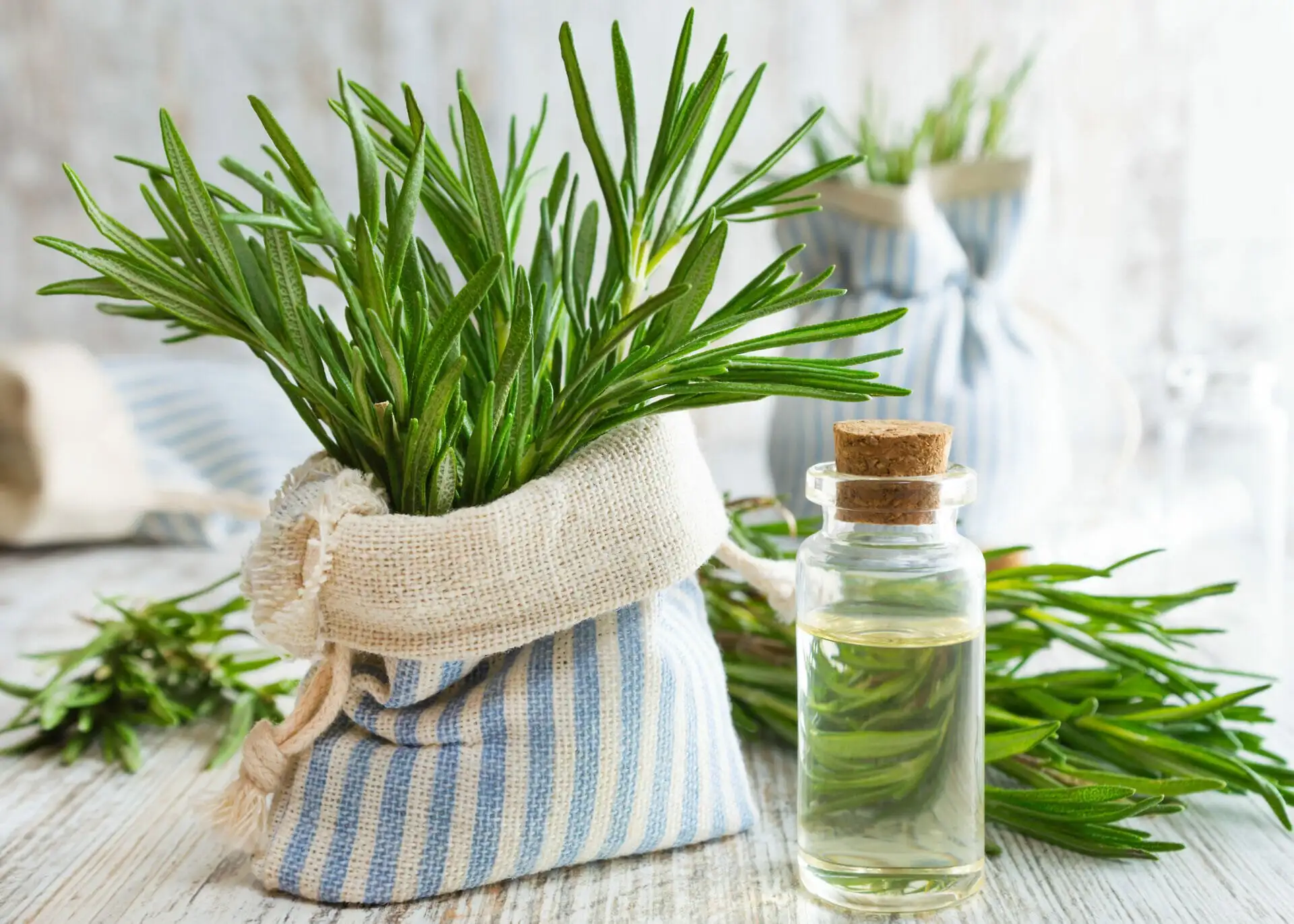 Phytothérapie : Le romarin