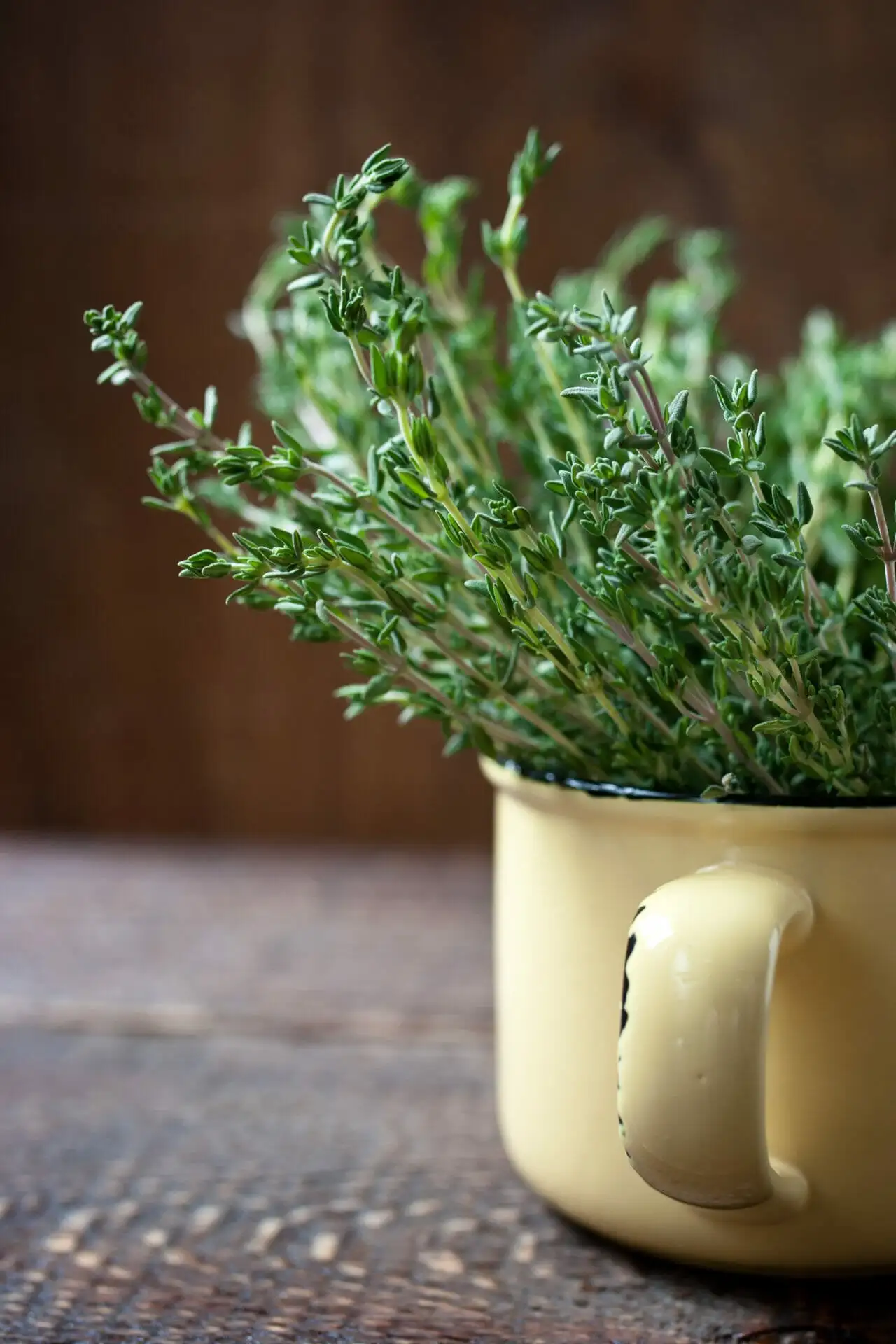 Phytothérapie : Le thym