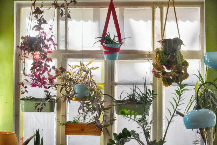 Quelle plante est faite pour moi ?
