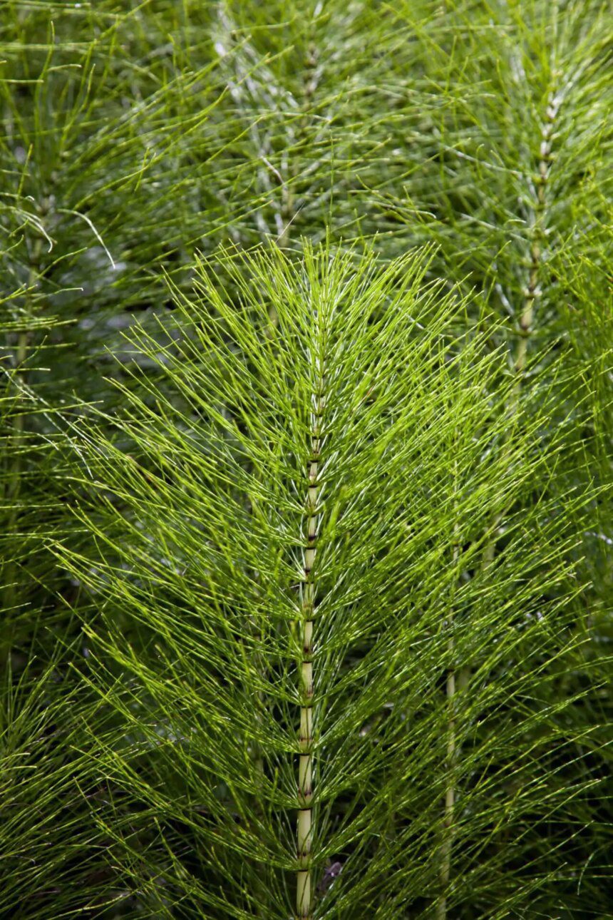 La prêle, un remède naturel pour stimuler l'ostéogenèse