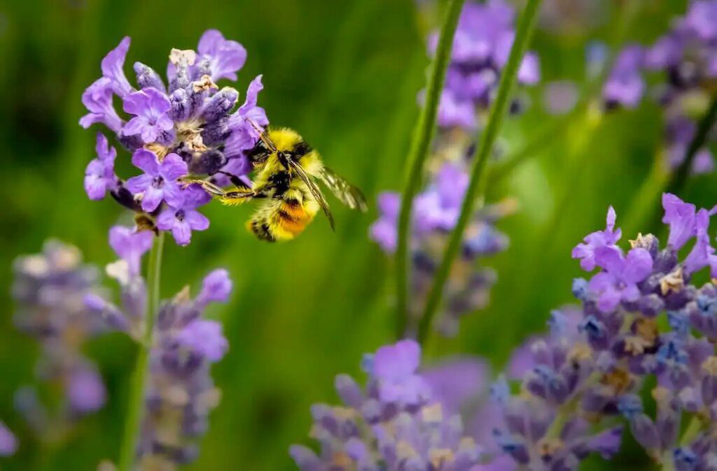 Le pollen d'abeille, une source de santé naturelle Le pollen d'abeille, une source de santé naturelle