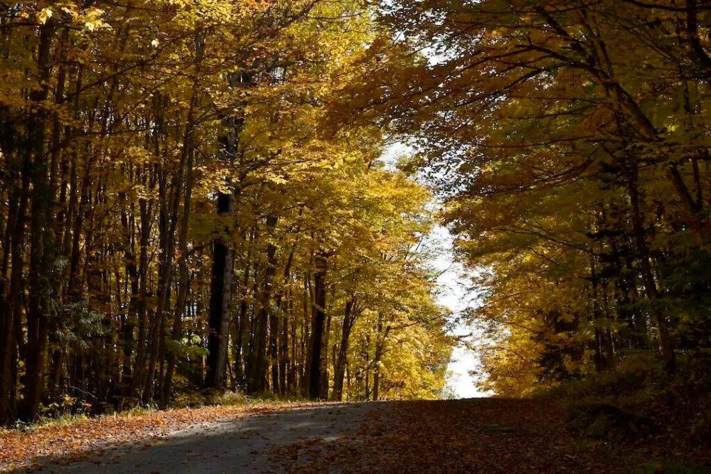 Explorez les forêts pour une expérience de sylvothérapie Explorez les forêts pour une expérience de sylvothérapie