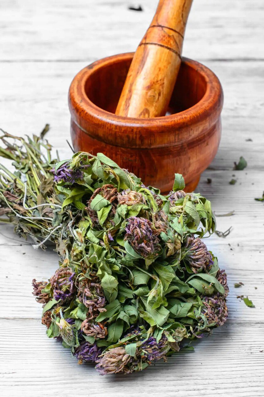 Comprendre la phytothérapie : les secrets de la médecine à base de plantes