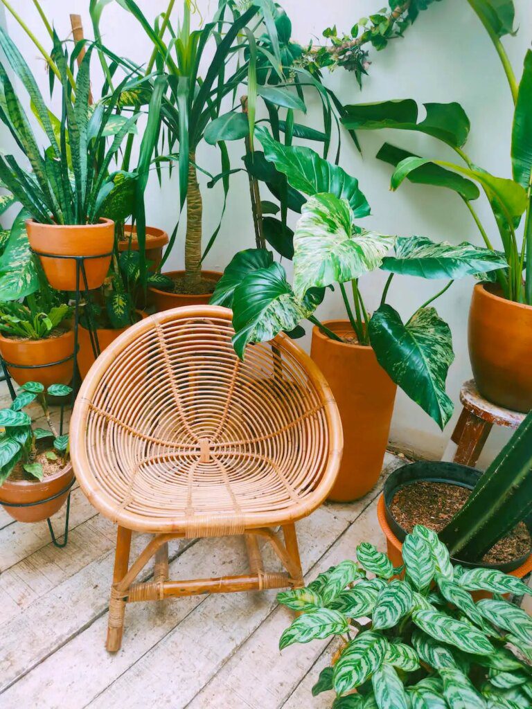 Purifier l'air intérieur avec des plantes Purifier l'air intérieur avec des plantes