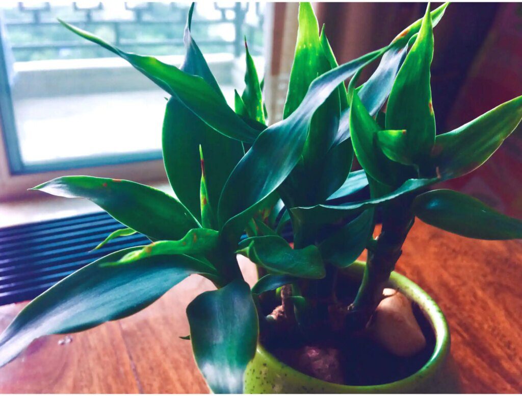 Purifier l'air intérieur avec des plantes Purifier l'air intérieur avec des plantes