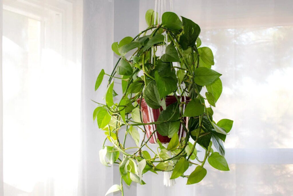 Purifier l'air intérieur avec des plantes Purifier l'air intérieur avec des plantes