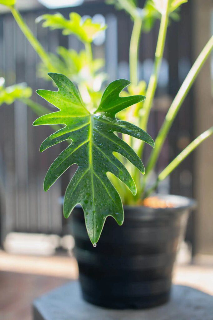 Purifier l'air intérieur avec des plantes Purifier l'air intérieur avec des plantes
