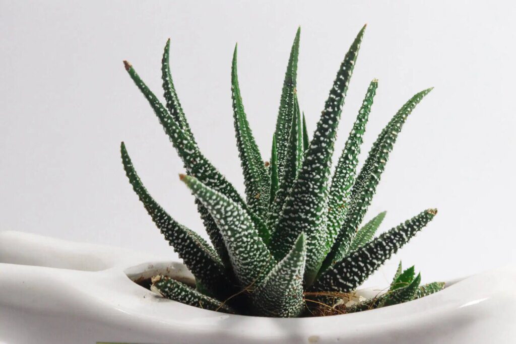 Purifier l'air intérieur avec des plantes Purifier l'air intérieur avec des plantes