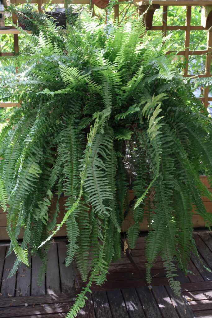 Purifier l'air intérieur avec des plantes Purifier l'air intérieur avec des plantes