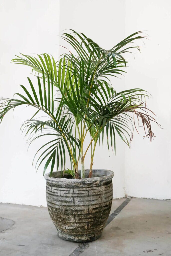 Purifier l'air intérieur avec des plantes Purifier l'air intérieur avec des plantes