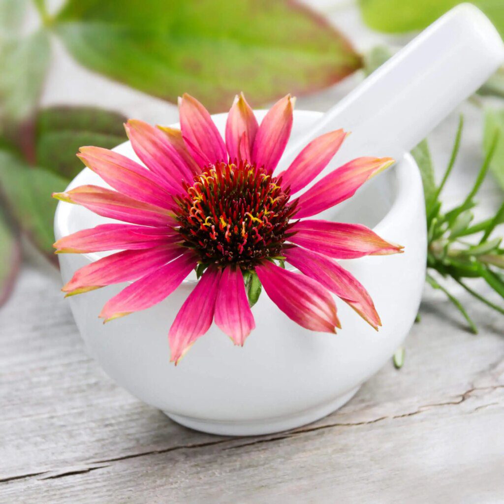 Comprendre la phytothérapie : les secrets de la médecine à base de plantes Comprendre la phytothérapie : les secrets de la médecine à base de plantes