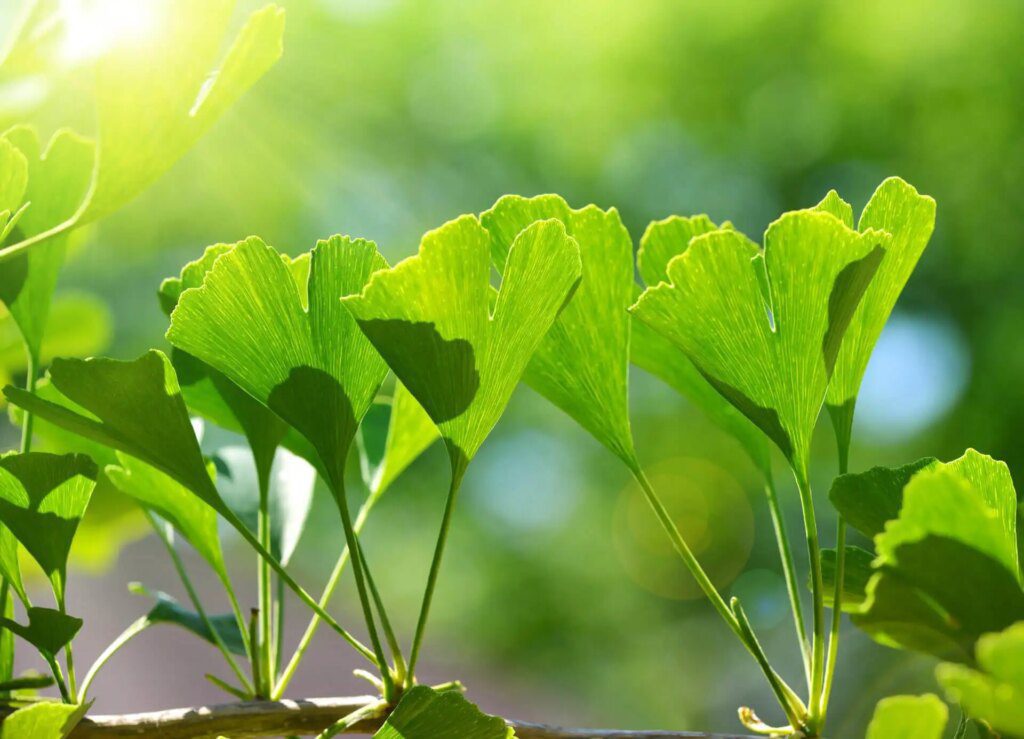 Comprendre la phytothérapie : les secrets de la médecine à base de plantes Comprendre la phytothérapie : les secrets de la médecine à base de plantes