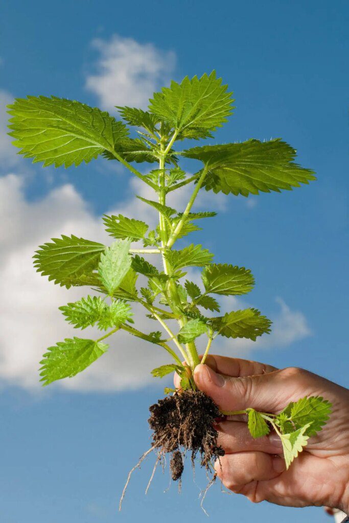 Comprendre la phytothérapie : les secrets de la médecine à base de plantes Comprendre la phytothérapie : les secrets de la médecine à base de plantes