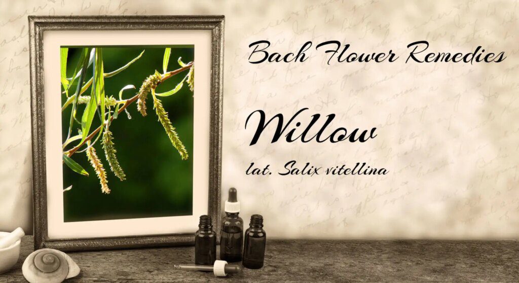 Les 38 remèdes de Bach : un outil naturel pour votre bien-être Les 38 remèdes de Bach : un outil naturel pour votre bien-être