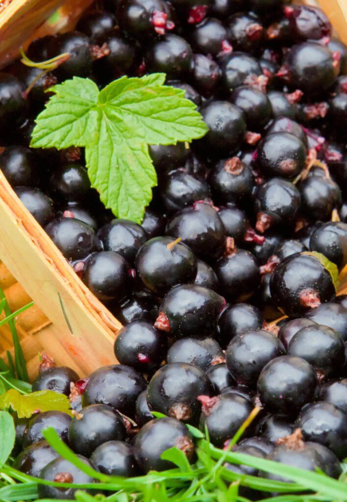Le Cassis, un anti-inflammatoire naturel Le Cassis, un anti-inflammatoire naturel