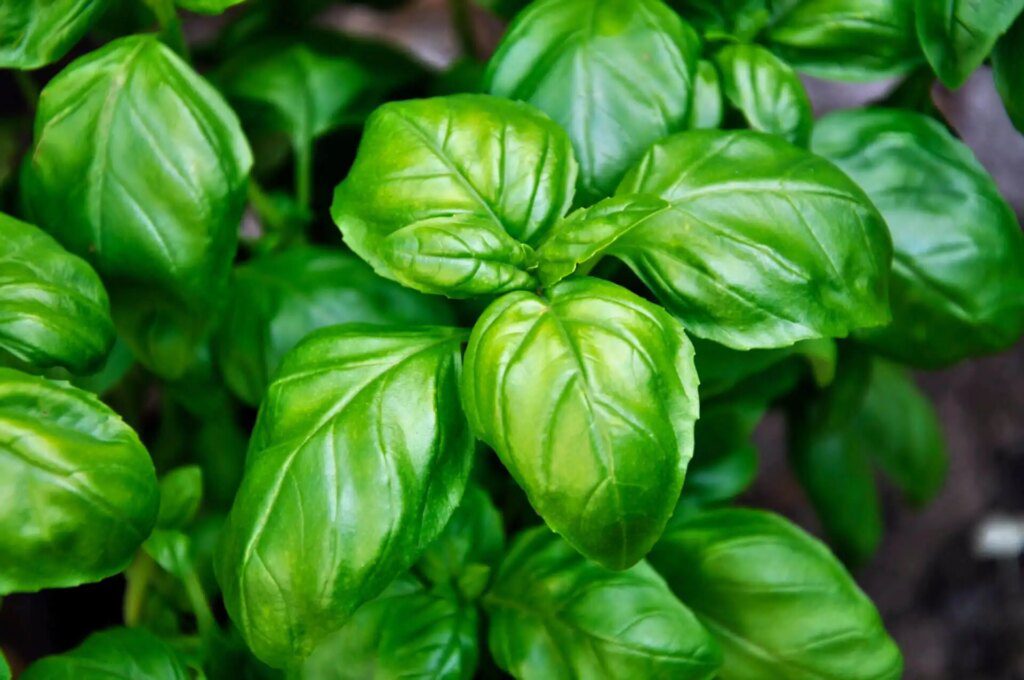 Les plantes sauvages comme remède naturel contre les moustiques tigres Les plantes sauvages comme remède naturel contre les moustiques tigres