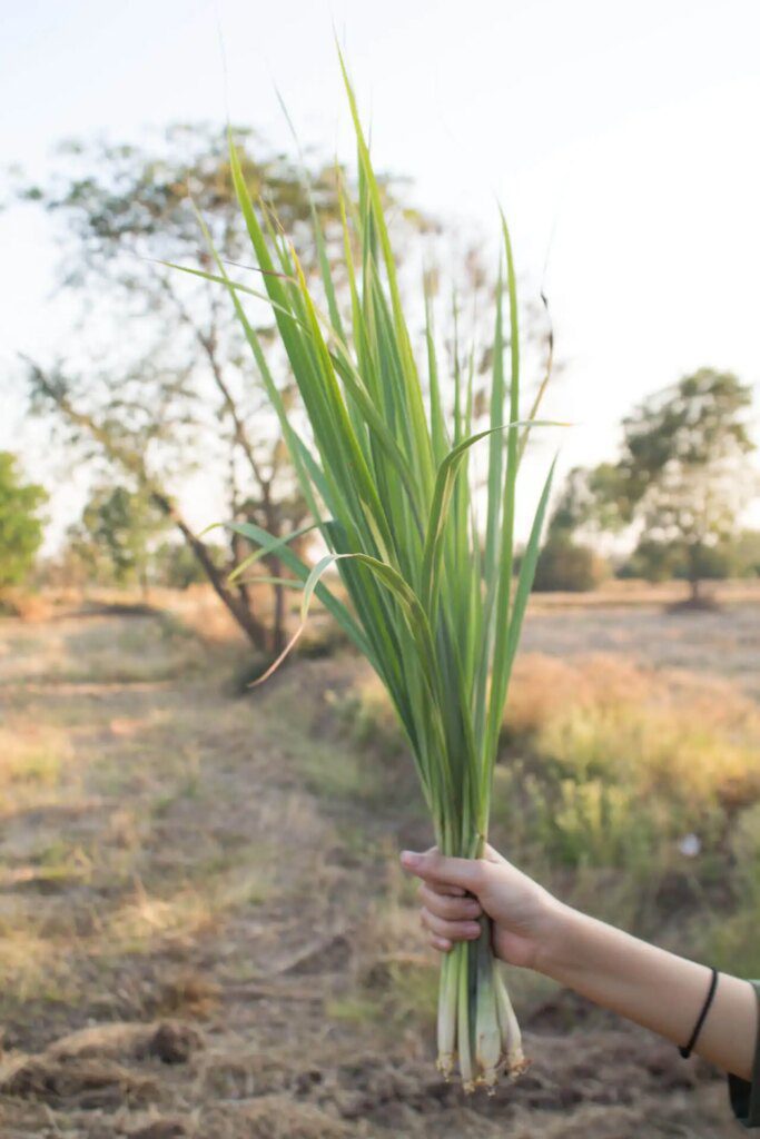 Les plantes sauvages comme remède naturel contre les moustiques tigres Les plantes sauvages comme remède naturel contre les moustiques tigres