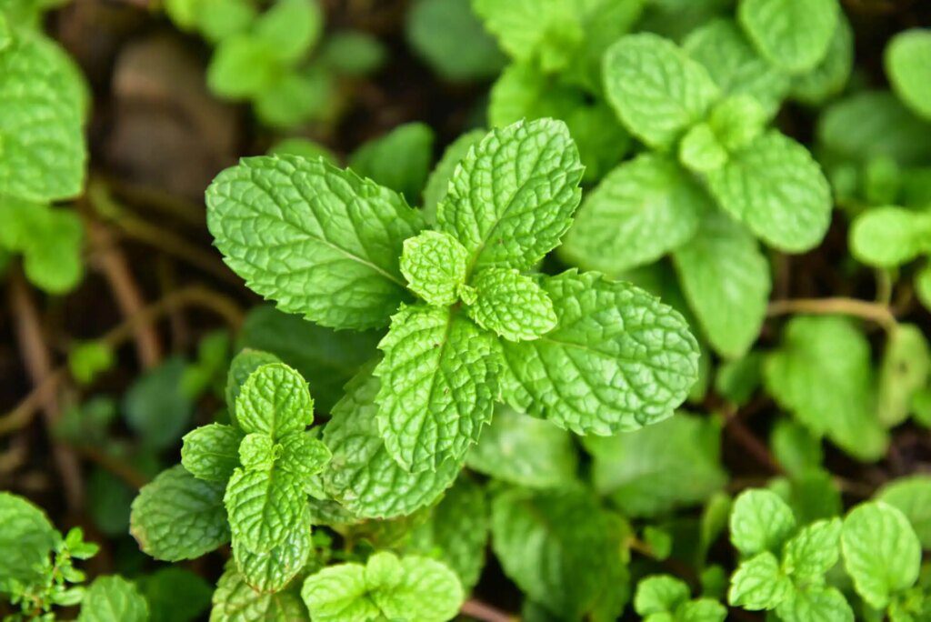 Les plantes sauvages comme remède naturel contre les moustiques tigres Les plantes sauvages comme remède naturel contre les moustiques tigres