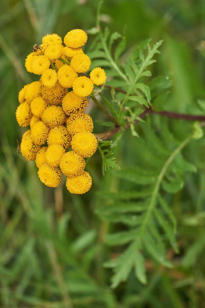 Les plantes sauvages comme remède naturel contre les moustiques tigres Les plantes sauvages comme remède naturel contre les moustiques tigres