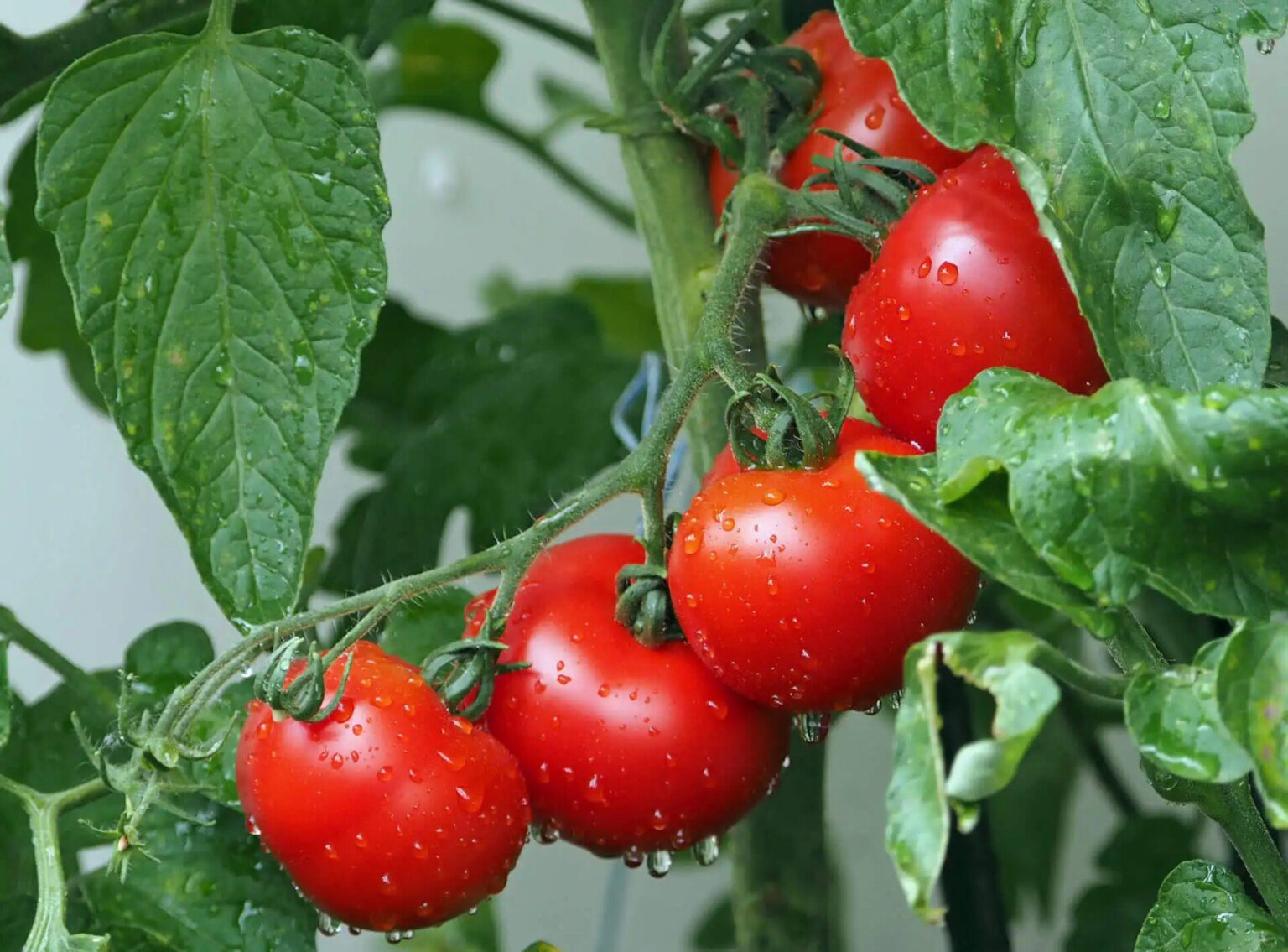 Découvrez les bienfaits incroyables des tomates pour votre peau et votre système cardiovasculaire