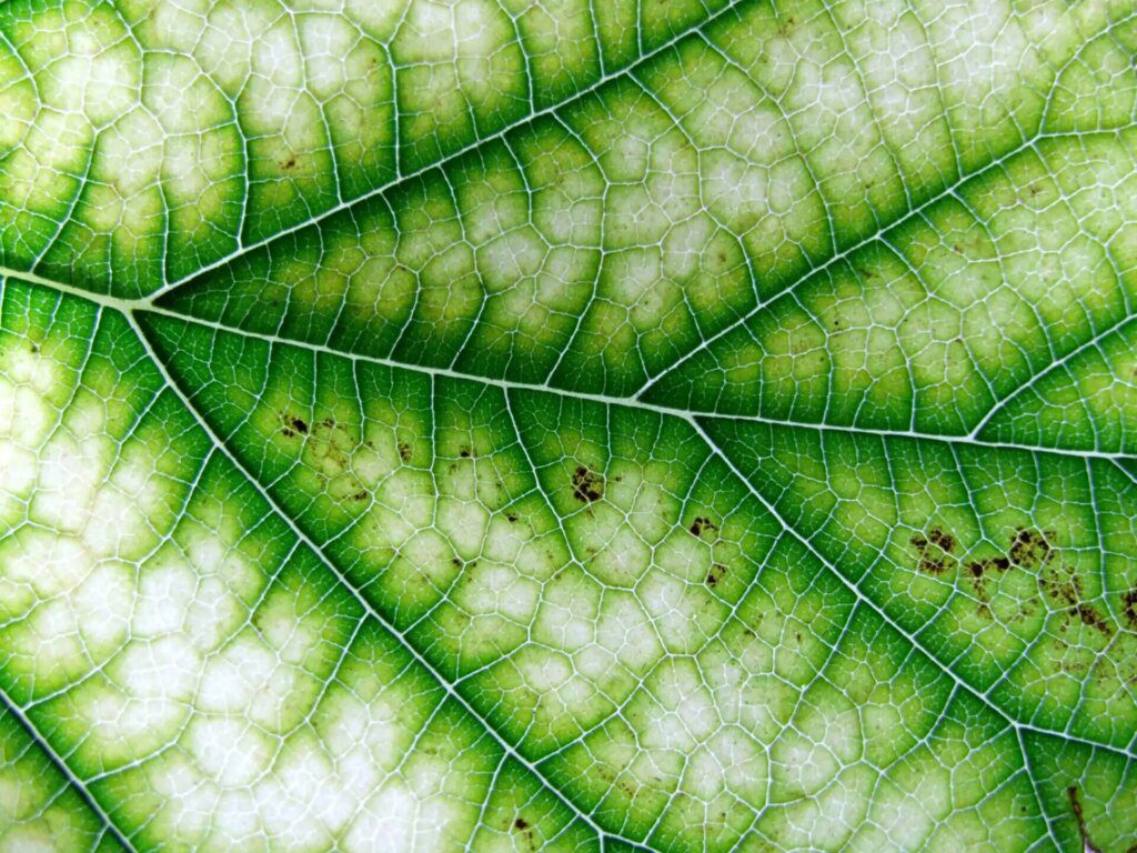 La chlorophylline, une source d'antioxydants naturelle La chlorophylline, une source d'antioxydants naturelle