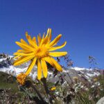 Comment réduire la douleur musculaire avec l'Arnica Montana
