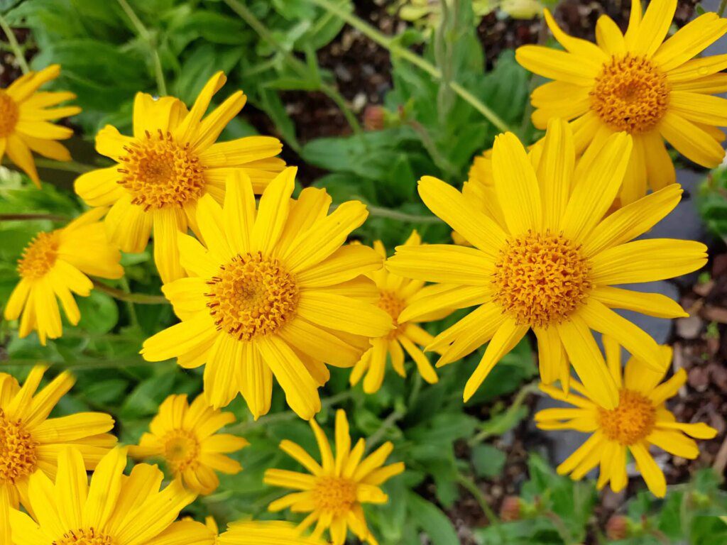 Comment réduire la douleur musculaire avec l'Arnica Montana Comment réduire la douleur musculaire avec l'Arnica Montana