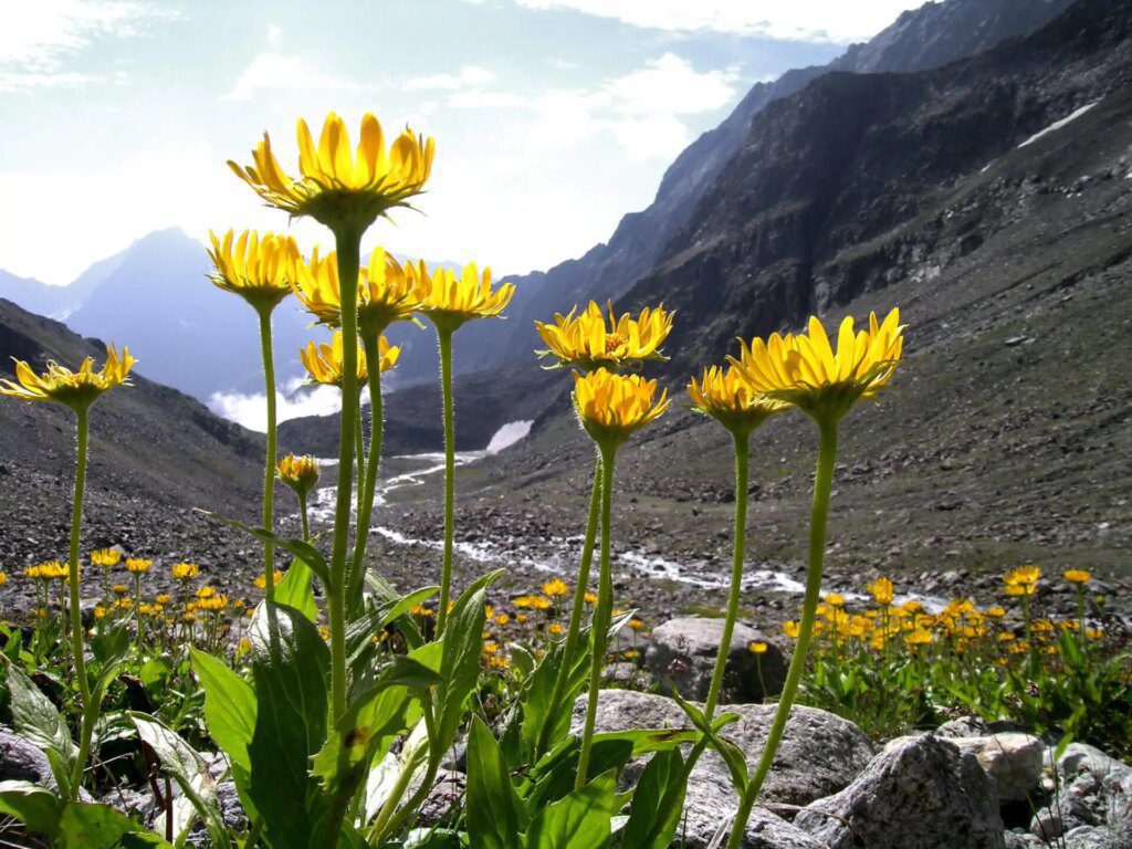 Comment réduire la douleur musculaire avec l'Arnica Montana Comment réduire la douleur musculaire avec l'Arnica Montana
