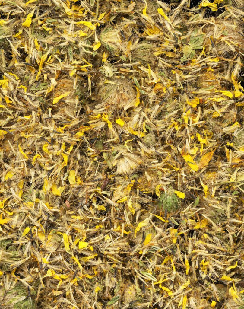 Comment réduire la douleur musculaire avec l'Arnica Montana Comment réduire la douleur musculaire avec l'Arnica Montana