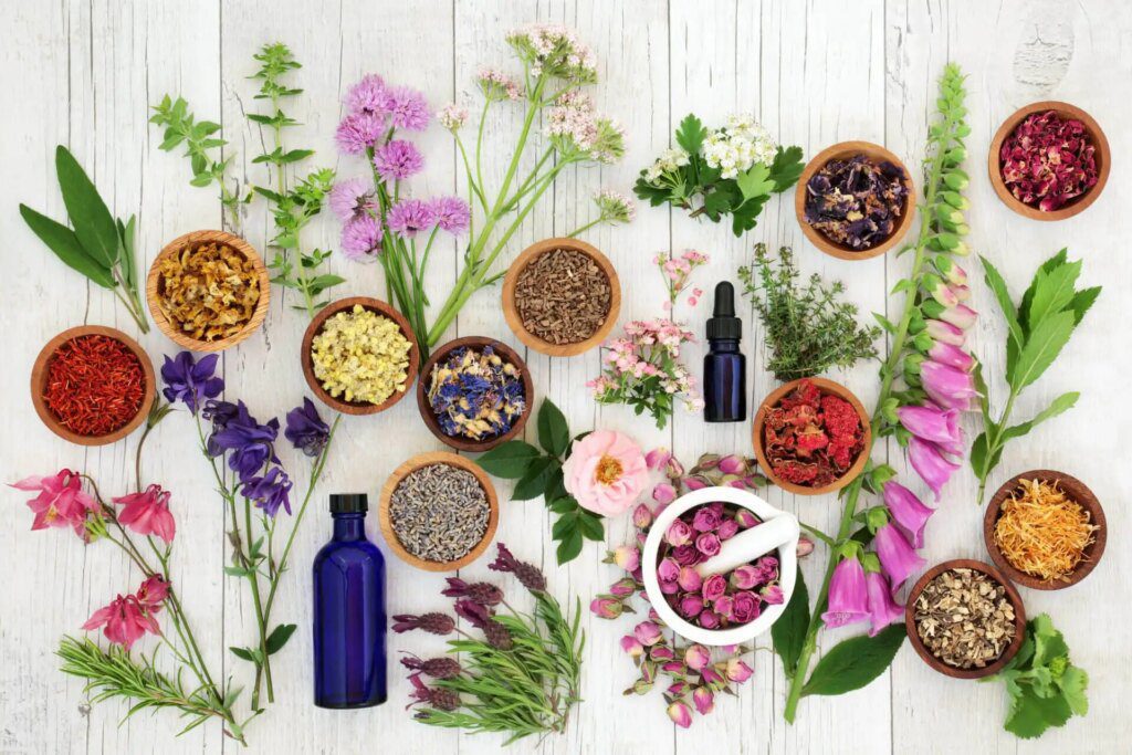 Les bienfaits de la phytothérapie pour une santé au top de l'énergie Les bienfaits de la phytothérapie pour une santé au top de l'énergie