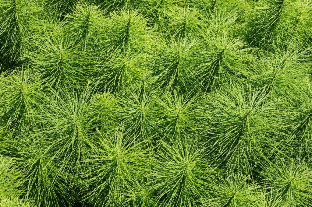 2 plantes précieuses pour vos os ! 2 plantes précieuses pour vos os !