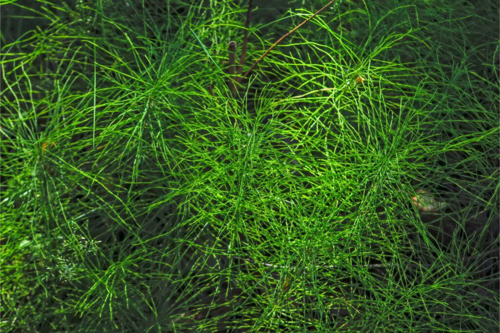 2 plantes précieuses pour vos os ! 2 plantes précieuses pour vos os !