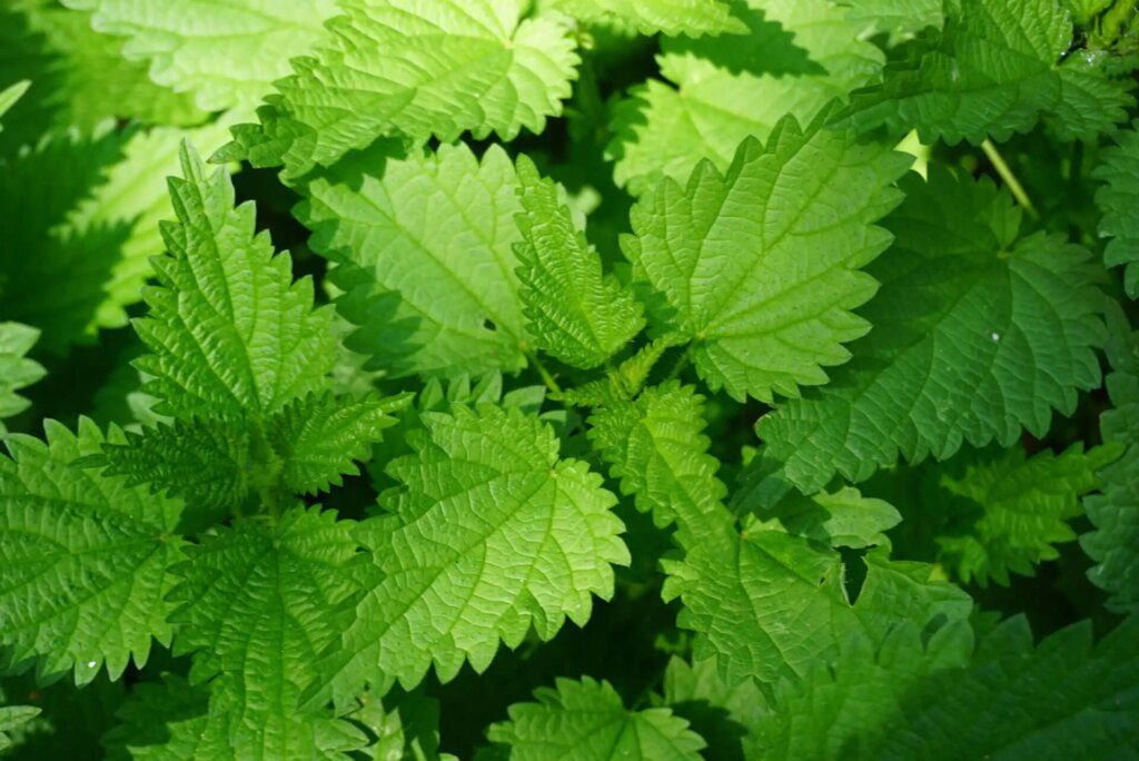 2 plantes précieuses pour vos os ! 2 plantes précieuses pour vos os !