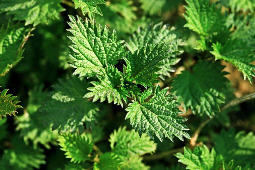 2 plantes précieuses pour vos os ! 2 plantes précieuses pour vos os !