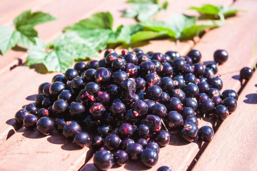 Découvrez les vertus hydratantes du cassis Découvrez les vertus hydratantes du cassis
