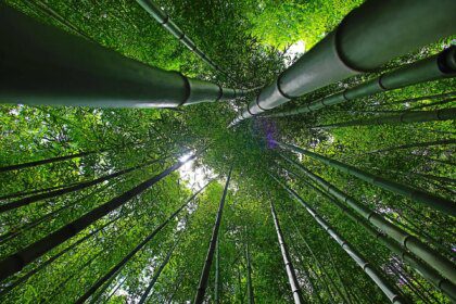 Les bienfaits du bambou sur votre peau : une révolution dans les cosmétiques naturels