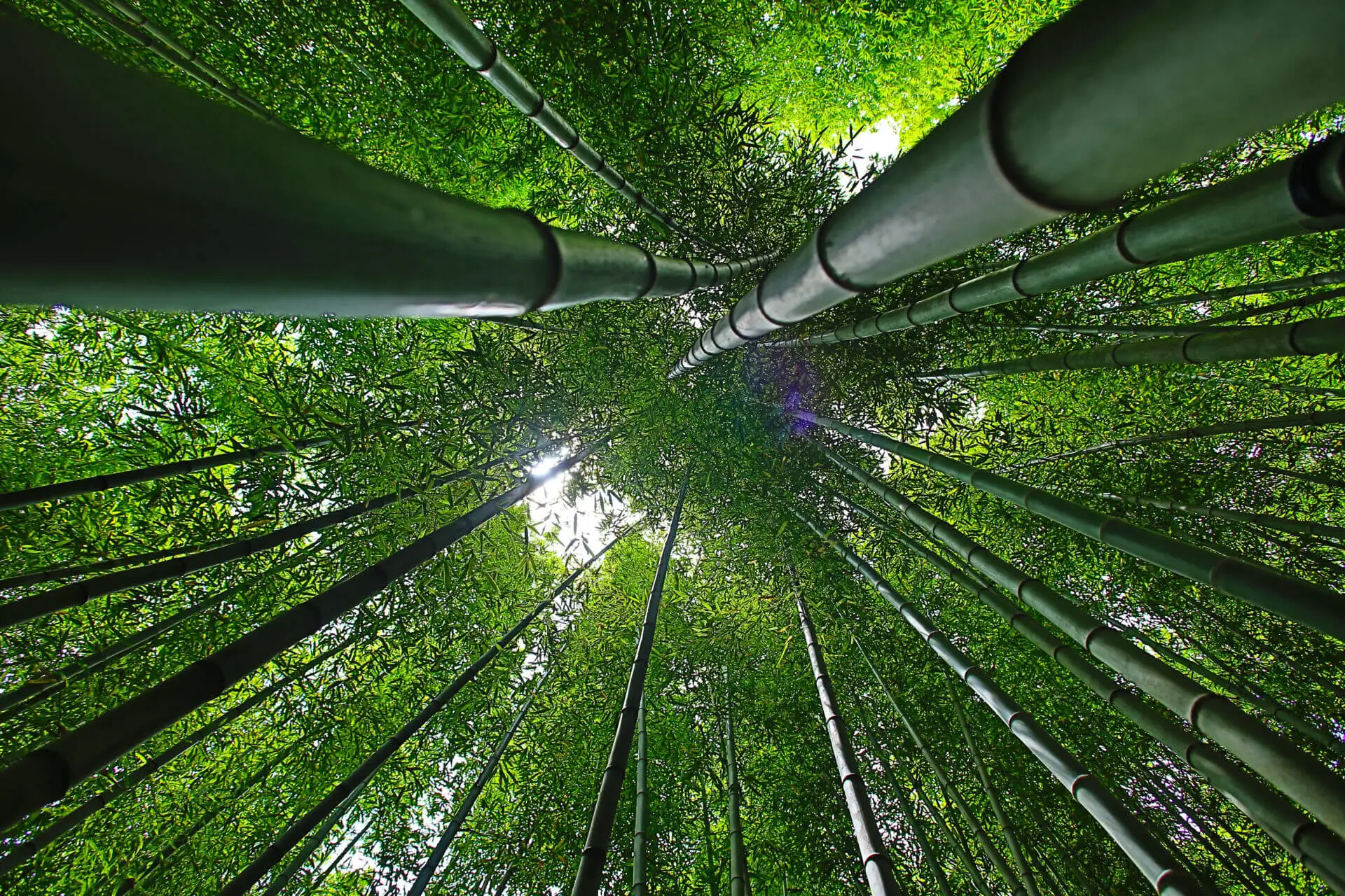 Les bienfaits du bambou sur votre peau : une révolution dans les cosmétiques naturels