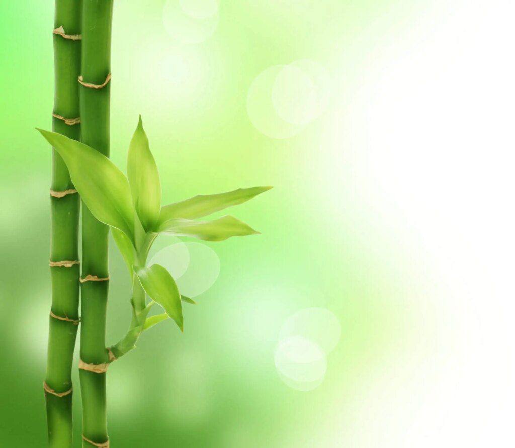 Les bienfaits du bambou sur votre peau : une révolution dans les cosmétiques naturels Les bienfaits du bambou sur votre peau : une révolution dans les cosmétiques naturels