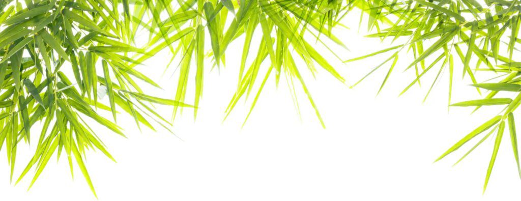 Les bienfaits du bambou sur votre peau : une révolution dans les cosmétiques naturels Les bienfaits du bambou sur votre peau : une révolution dans les cosmétiques naturels