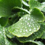 Le Ginkgo Biloba pour stimuler les fonctions cognitives