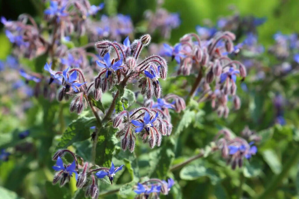 La bourrache : une plante miraculeuse pour une peau resplendissante