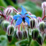 La bourrache : une plante miraculeuse pour une peau resplendissante