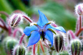 La bourrache : une plante miraculeuse pour une peau resplendissante