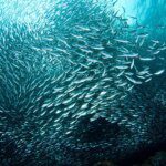 Pourquoi les sardines sont-elles bonnes pour les os et la santé en général ?