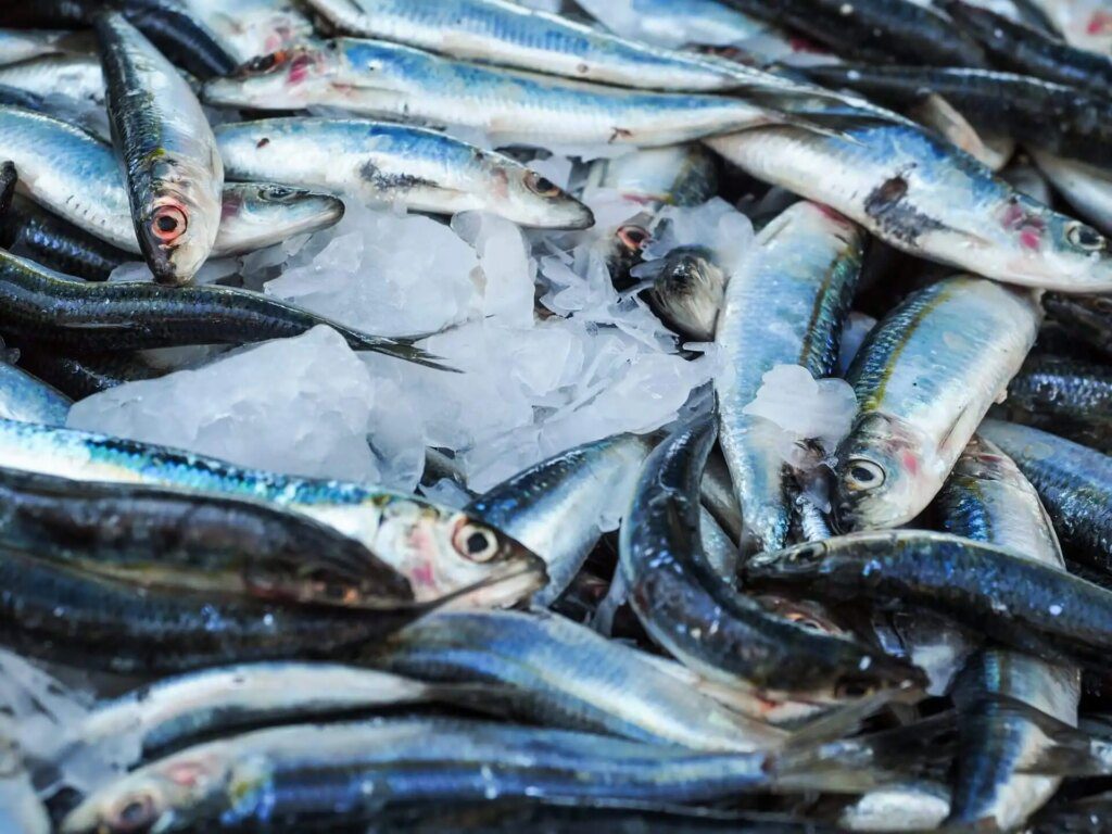 Pourquoi les sardines sont-elles bonnes pour les os et la santé en général ? Pourquoi les sardines sont-elles bonnes pour les os et la santé en général ?