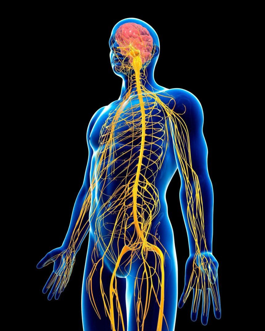 Les déséquilibres neurovégétatifs et leurs répercussions sur les neurotransmetteurs majeurs
