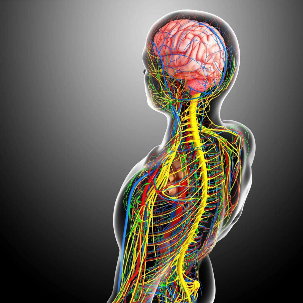 Les déséquilibres neurovégétatifs et leurs répercussions sur les neurotransmetteurs majeurs Les déséquilibres neurovégétatifs et leurs répercussions sur les neurotransmetteurs majeurs